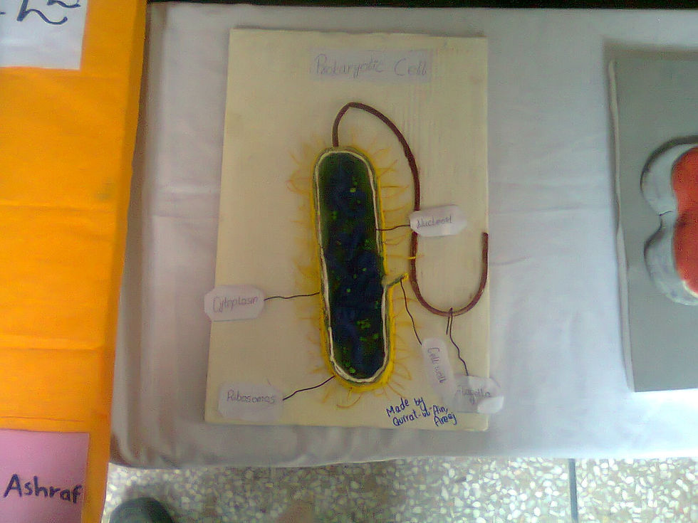 PROKARYOTIC CELL