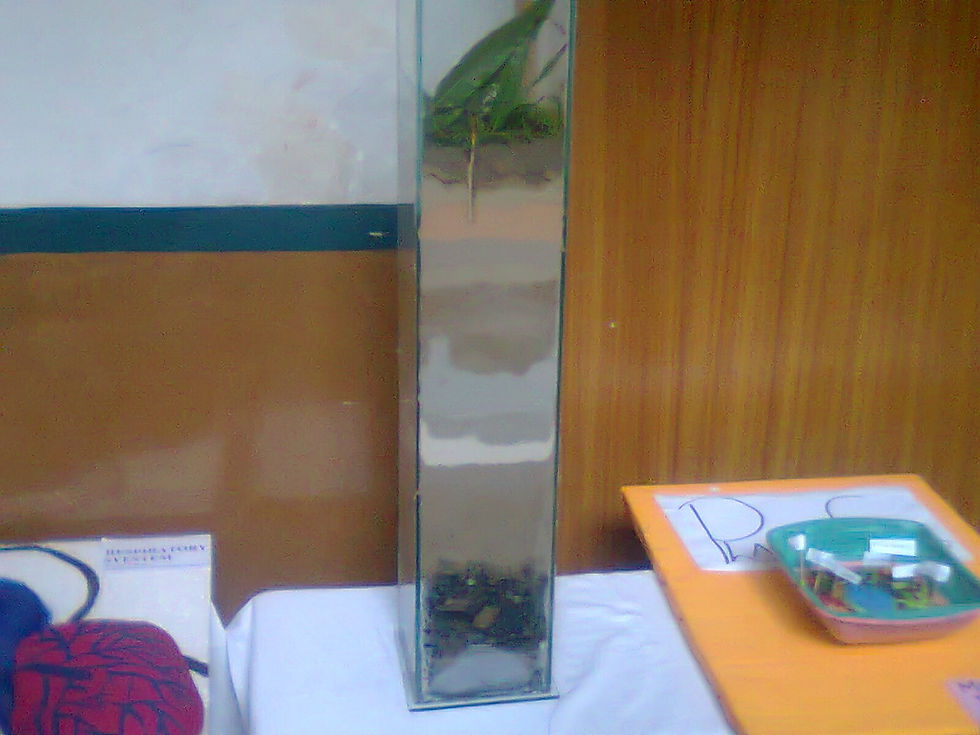 SOIL PROFILE AND FOSSIL FUELS