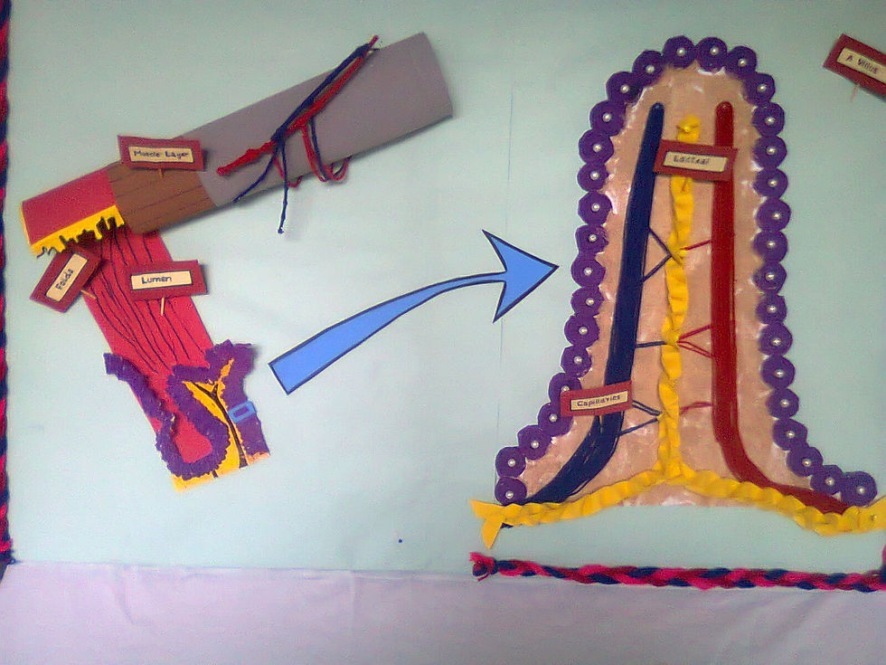 Structure of VILLI