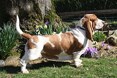 Edith du Haras de la Vergne