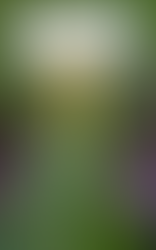 The Arum Lily
