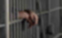 Inmates