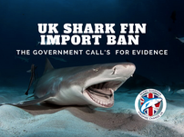 UK launches Call for Evidence to protect endangered shark species!