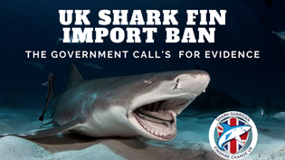 UK launches Call for Evidence to protect endangered shark species!