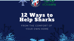 What can you do to support Shark Guardian and the oceans?