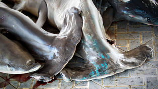 Despite extensive regulatory changes, the global mortality from shark fishing continues to increase