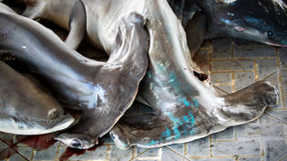 Despite extensive regulatory changes, the global mortality from shark fishing continues to increase