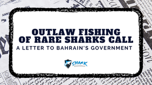 Shark Guardian supports the fight to protect sharks in Bahrain