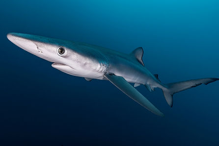 Donate to shark Guardian