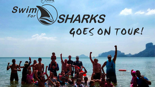 Shark Guardian's Swim for Sharks goes International