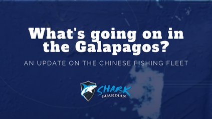 Chinese DWF in the Galapagos