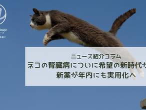 ネコの腎臓病についに希望の新時代が到来　新薬が年内にも実用化へ