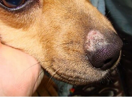 犬の皮膚糸状菌症2.png