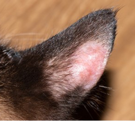 猫の皮膚糸状菌症2.png