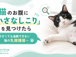 猫のお腹に「小さなしこり」を見つけたら　〜小さくても油断できない　猫の乳腺腫瘍〜