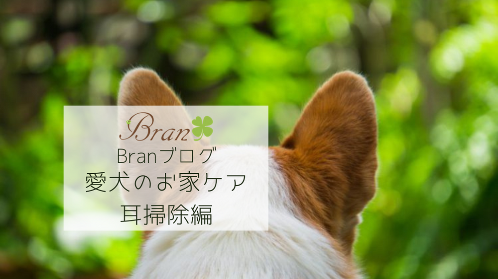 愛犬のお家ケア 耳掃除編