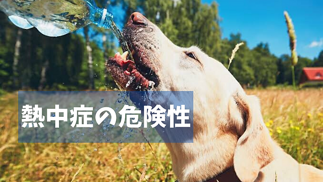 犬も夏バテ 犬も夏バテ