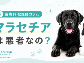 マラセチアは悪者なの?