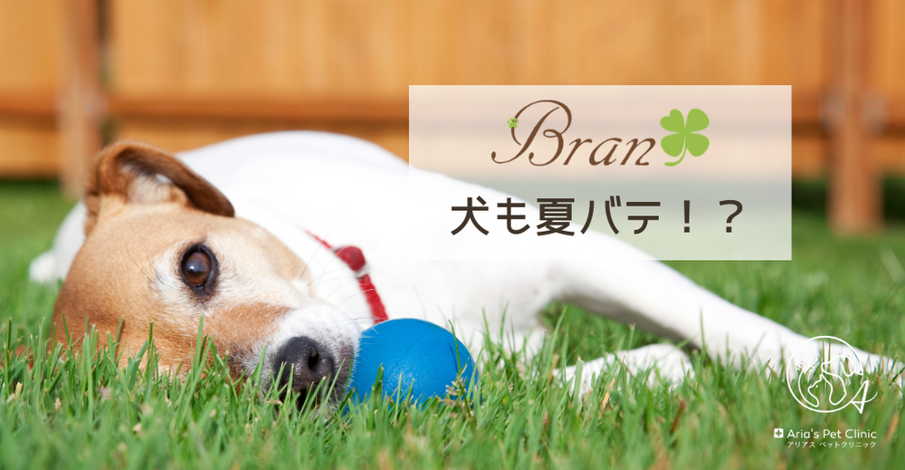 犬も夏バテ 犬も夏バテ