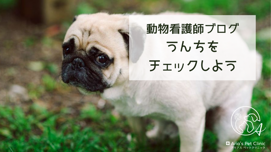 うんちをチェックしよう