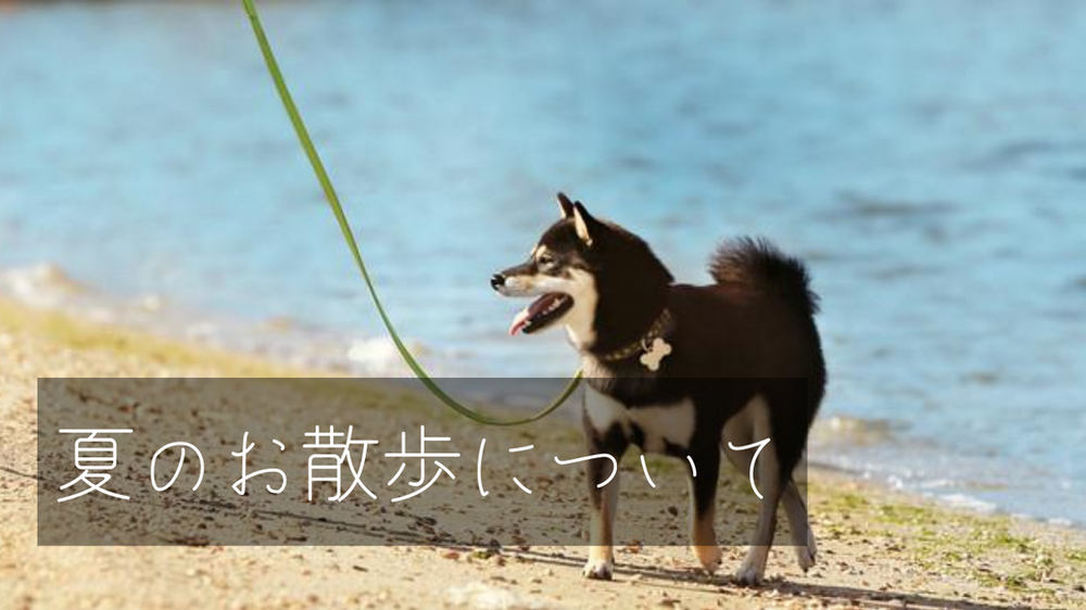 夏のお散歩について