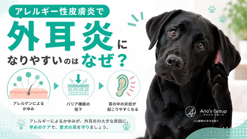 アレルギー性皮膚炎で外耳炎になりやすいのはなぜ？