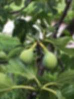 Figs