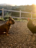 Violet and Hen