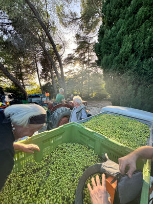 La Récolte des Olives : Une Fête au Soleil à La Pinède Lointaine