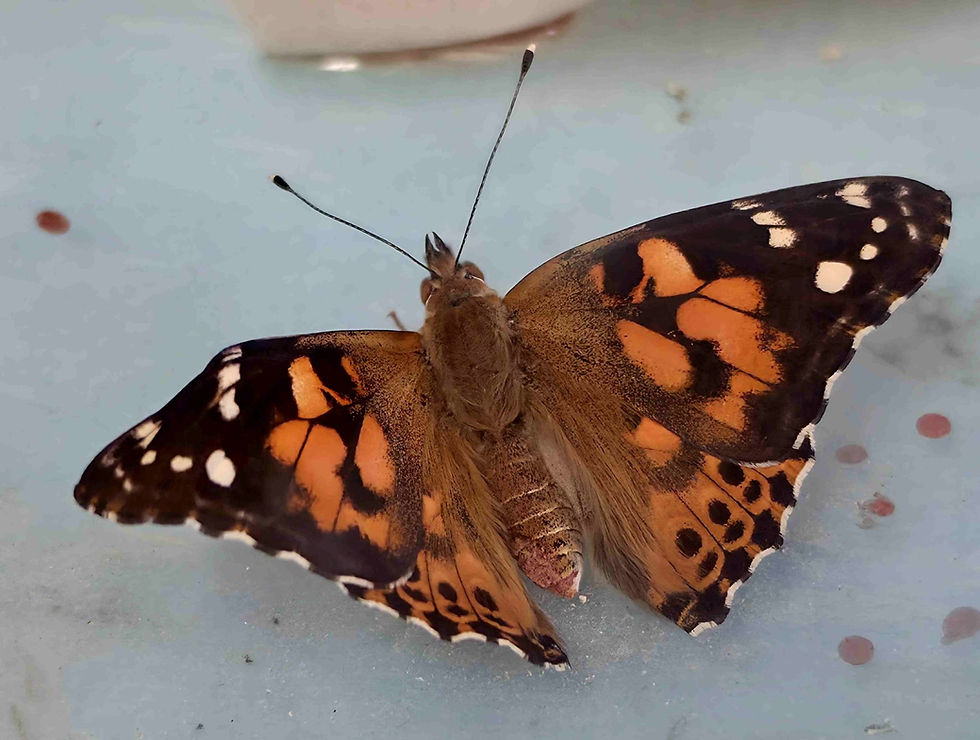 Distelfalterzucht im naturwissenschaftlichen Unterricht