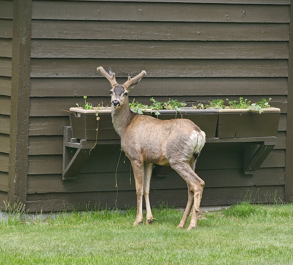 Deer eating from the flower boxes near Lake McDonald Lodge.