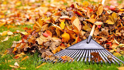 rake.jpeg