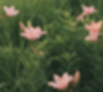 Soft floral garden background