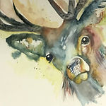 Inspired by the natural world my collection is a celebration of colour and nature as I see it.   I am drawn to many creative mediums but my art is based around the use of watercolours and acrylics.  I don’t have any formal qualifications so feel that I am free to experiment and pursue the fun and freedom that these mediums hold.