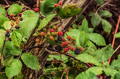 Blackberries 
