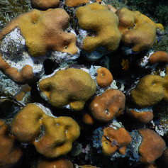 Beautiful Lobed star coral.