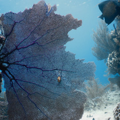 Sea fan and flamingo tongue sea slug.