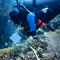Intern collecting information on the health of the reef.