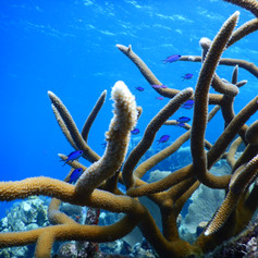 Beautiful Staghorn coral on the Mesoamerican reef.