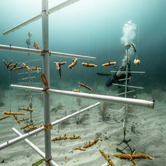 Coral nursery at Moon Hole dive site.