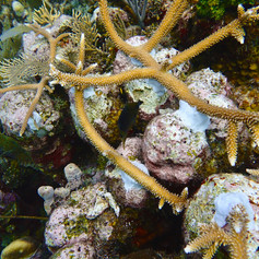 Bird's eye view of our outplanted coral fragments.