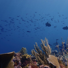 Mesoamerican reef.