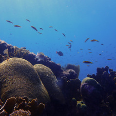 View of the Mesoamerican reef and some brain coral.