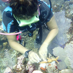 One of our volunteers busy at work outplanting corals.
