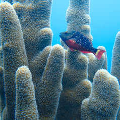 Parrotfish swimming by a Pillar coral.