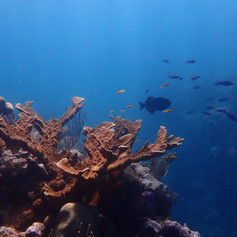 Beautiful Elkhorn coral growing on the reef.