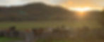Pasture _ 937x380