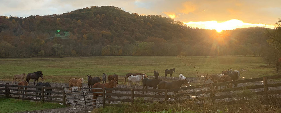 Pasture _ 937x380