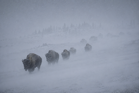 Bisonherde im Schneestutm