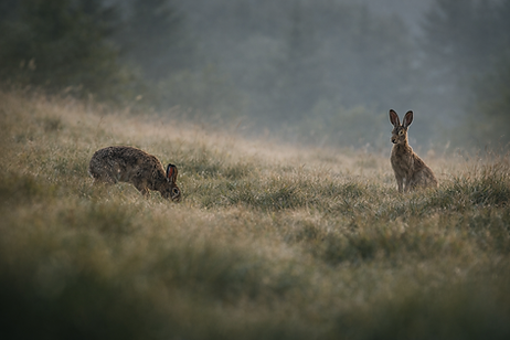 Wildlife Montenegro